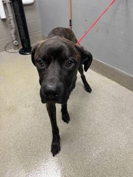 Rescue Cane Corso and Labrador Retriever Dogs for Adoption in Las Vegas, Nevada - CORIE | PetCurious