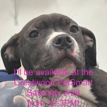 Pit Bull Terrier Dogs Available for Adoption - Iguana | PetCurious