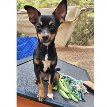Berry -  Chihuahua Dog for Adoption in Uxbridge, Massachusetts - Berry | PetCurious