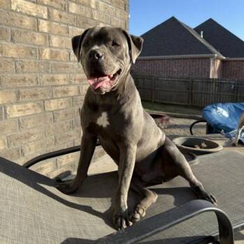 Diesel -  Staffordshire Bull Terrier Dog for Adoption in Dallas, Texas - Diesel | PetCurious