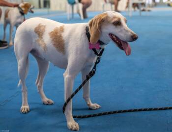 Rescue Treeing Walker Coonhound Dogs for Adoption in Panama City, Florida - Honey | PetCurious