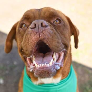 Dogue De Bordeaux Dogs Available for Adoption in San Antonio, Texas - DOUG DIMMADOME | PetCurious