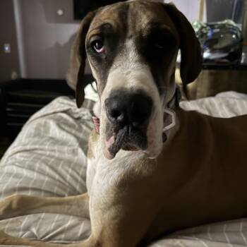 Cherry CL -  Great Dane Dog for Adoption - Cherry CL | PetCurious