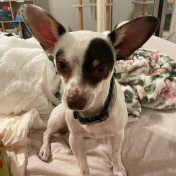 Oreo -  Chihuahua Dog for Adoption in Seal Beach, California - Oreo | PetCurious