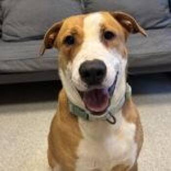 Mixed Breed Dogs Available for Adoption in Lansing, Michigan - Jill | PetCurious