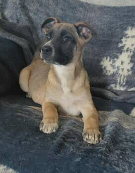 Mixed Breed Dogs Available for Adoption - Lacey | PetCurious