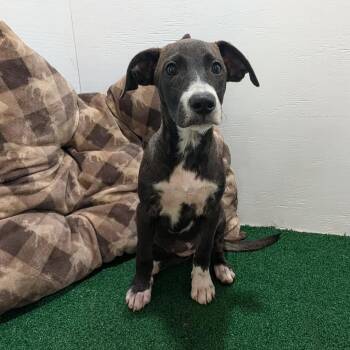 Emmie -  Mixed Breed Dog for Adoption in Boaz, Alabama - Emmie | PetCurious