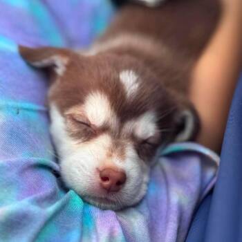 Mocha -  Husky and Mixed Breed Dog for Adoption in Peculiar, Missouri - Mocha | PetCurious