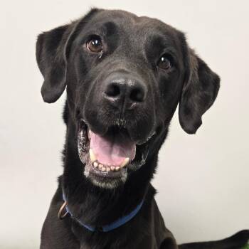 Rex -  Labrador Retriever Dog Available for Adoption in Columbia, Missouri - Rex | PetCurious