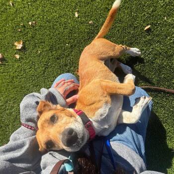 Clara -  Beagle and Chihuahua Dog for Adoption in Briarcliff Manor, New York - Clara | PetCurious