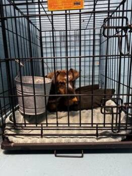 Phil -  Mixed Breed Dog for Adoption in Hobart, Indiana - Phil | PetCurious