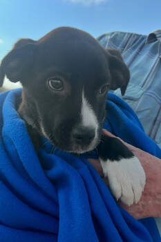 Rescue Border Collie and Feist Dogs for Adoption in Mount Laurel Township, New Jersey - Carmen | PetCurious