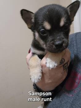 Sampson -  Australian Kelpie and Australian Cattle Dog Blue Heeler Dog for Adoption in Watertown, Connecticut - Sampson | PetCurious