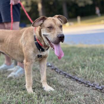 Toffee -  Great Dane and Mixed Breed Dog for Adoption in Rossville, Georgia - Toffee | PetCurious