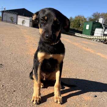 Ethan -  Mixed Breed Dog for Adoption in Columbia, South Carolina - Ethan | PetCurious