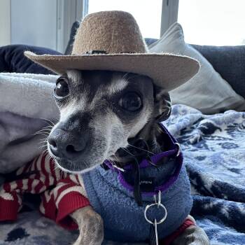 Hairy -  Chihuahua Dog for Adoption - Hairy | PetCurious