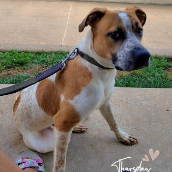 Loki -  Pit Bull Terrier Dog for Adoption in Eureka Springs, Arkansas - Loki | PetCurious