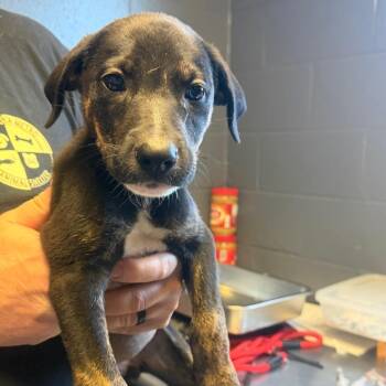 TUSC-Stray-85227_2_3_4 -  Shepherd and Mixed Breed Dog for Adoption in Tuscaloosa, Alabama - TUSC-Stray-85227_2_3_4 | PetCurious