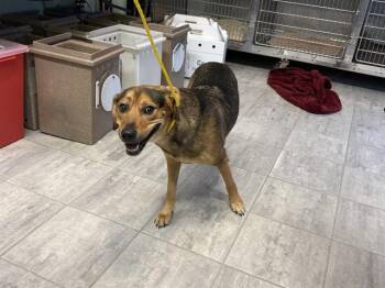 GRISELDA -  German Shepherd Dog and Mixed Breed Dog for Adoption in Grand Prairie, Texas - GRISELDA | PetCurious