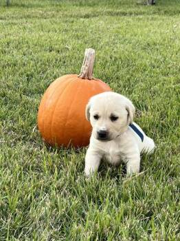 Rescue Labrador Retriever Dogs for Adoption in Broomfield, Colorado - Wojciechowski / Williams | PetCurious