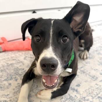 Labrador Retriever Dogs Available for Adoption - Roger | PetCurious