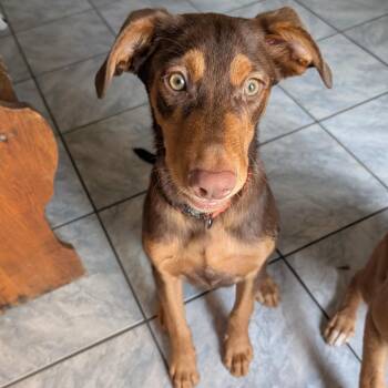 Eddie -  German Shepherd Dog and Mixed Breed Dog for Adoption in Marshall, Texas - Eddie | PetCurious