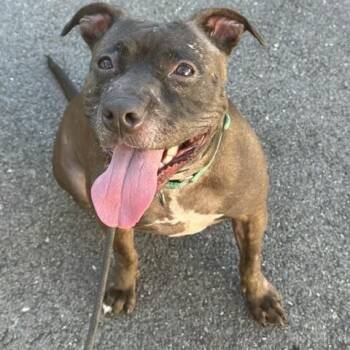 Luna -  American Staffordshire Terrier Dog for Adoption in Lyndhurst, New Jersey - Luna | PetCurious