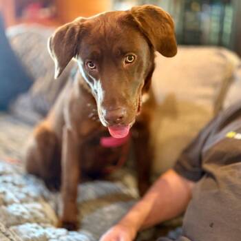 Chocolate Labrador Retriever Dogs Available for Adoption in Huntsville, Alabama - Drew | PetCurious