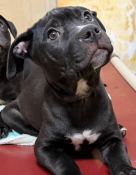 Gumbo (53667) -  Cane Corso and Labrador Retriever Dog for Adoption in Columbia, Maryland - Gumbo (53667) | PetCurious