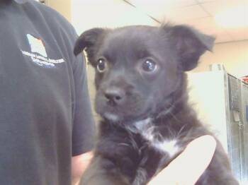 Cardigan Welsh Corgi and Chihuahua Dogs Available for Adoption in Sacramento, California - A915360 | PetCurious
