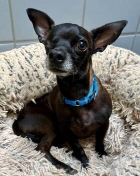 Fetty -  Chihuahua Dog for Adoption in Novato, California - Fetty | PetCurious