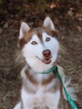 Willem *Foster Needed* -  Siberian Husky Dog for Adoption in Carrollton, Texas - Willem *Foster Needed* | PetCurious