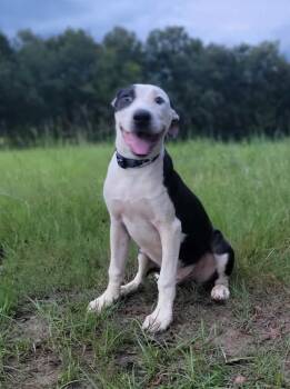 David -  American Bulldog and English Pointer Dog for Adoption in Leesburg, Georgia - David | PetCurious