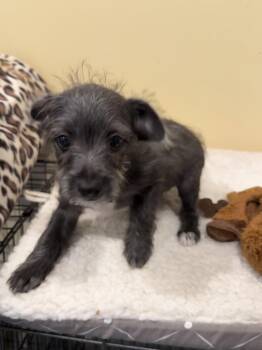 Eclipse * -  Chihuahua and Terrier Dog for Adoption in West Palm Beach, Florida - Eclipse * | PetCurious