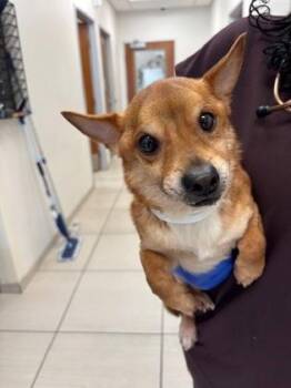 Little Caeser -  Chihuahua and Mixed Breed Dog for Adoption in Honolulu, Hawaii - Little Caeser | PetCurious