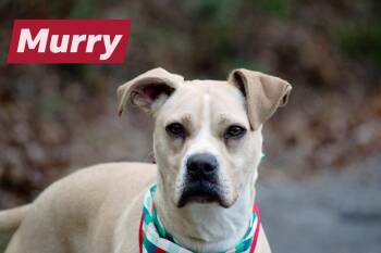Rescue Labrador Retriever and Boxer Dogs for Adoption in Sevierville, Tennessee - Murry | PetCurious