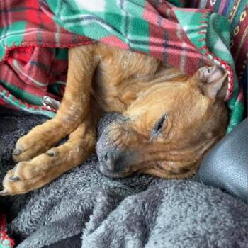 Capezio -  Pit Bull Terrier and None Dog for Adoption in Wichita, Kansas - Capezio | PetCurious