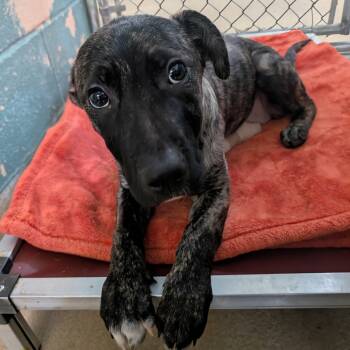 Rescue Shepherd Dogs for Adoption in Watertown, New York - Tamerlane (1140) | PetCurious