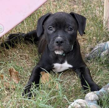 Tenor -  Pit Bull Terrier and American Bulldog Dog for Adoption in Carrollton, Texas - Tenor | PetCurious