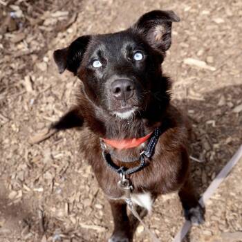 Sky -  Shepherd Dog Available for Adoption in Briarcliff Manor, New York - Sky | PetCurious