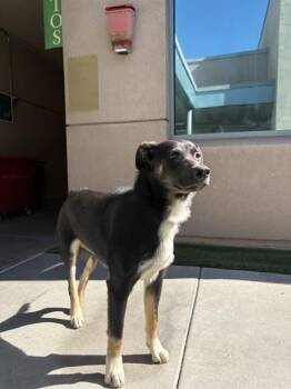 SKY -  German Shepherd Dog and Mixed Breed Dog for Adoption in San Jose, California - SKY | PetCurious