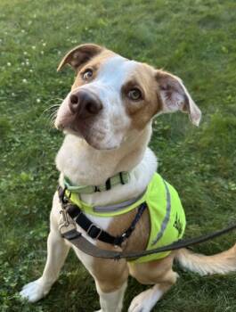Rescue Labrador Retriever and Mixed Breed Dogs for Adoption in Morristown, New Jersey - Demarcus | PetCurious