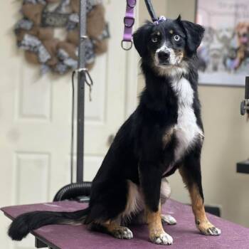 Rescue Australian Shepherd and Poodle Dogs for Adoption in Lynchburg, Virginia - Sybil | PetCurious