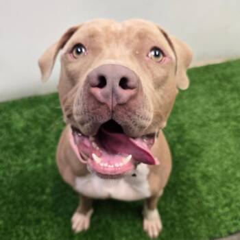 Cash -  Pit Bull Terrier Dog for Adoption in Columbia, Missouri - Cash | PetCurious