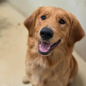 Dunkin - Chino Hills Location -  Golden Retriever Dog for Adoption in Chino Hills, California - Dunkin - Chino Hills Location | PetCurious