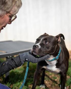 Mixed Breed Dogs Available for Adoption in Chamblee, Georgia - Bebe | PetCurious