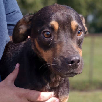 Rescue Boxer and Rottweiler Dogs for Adoption in Holton, Kansas - SMALLS | PetCurious