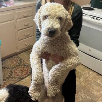 Charlee -  Poodle and Mixed Breed Dog for Adoption in Cashmere, Washington - Charlee | PetCurious