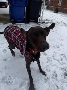 German Shorthaired Pointer and Doberman Pinscher Dogs Available for Adoption - Rah | PetCurious