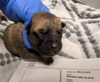 PIXY - NEEDS A FOSTER -  German Shepherd Dog Dog for Adoption in Ontario, California - PIXY - NEEDS A FOSTER | PetCurious